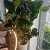 Oggettistica Artigianale Ficus lyrata grande pianta finta in OFFERTA OUTLET!