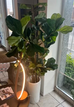Oggettistica Artigianale Ficus lyrata grande pianta finta in OFFERTA OUTLET!